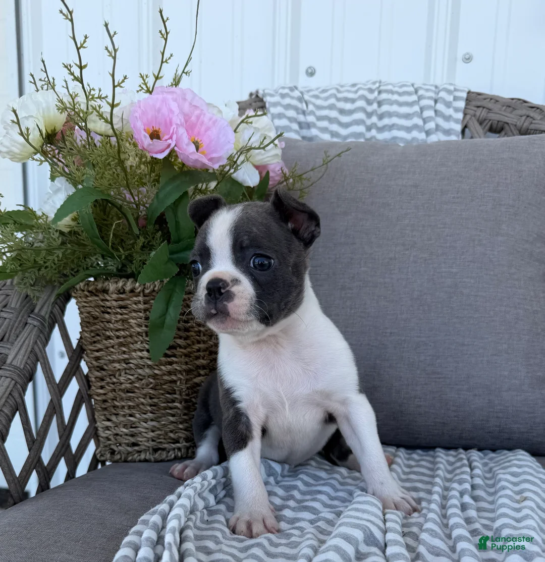 Boston Terrier dogs for sale: Luna - Ad 1