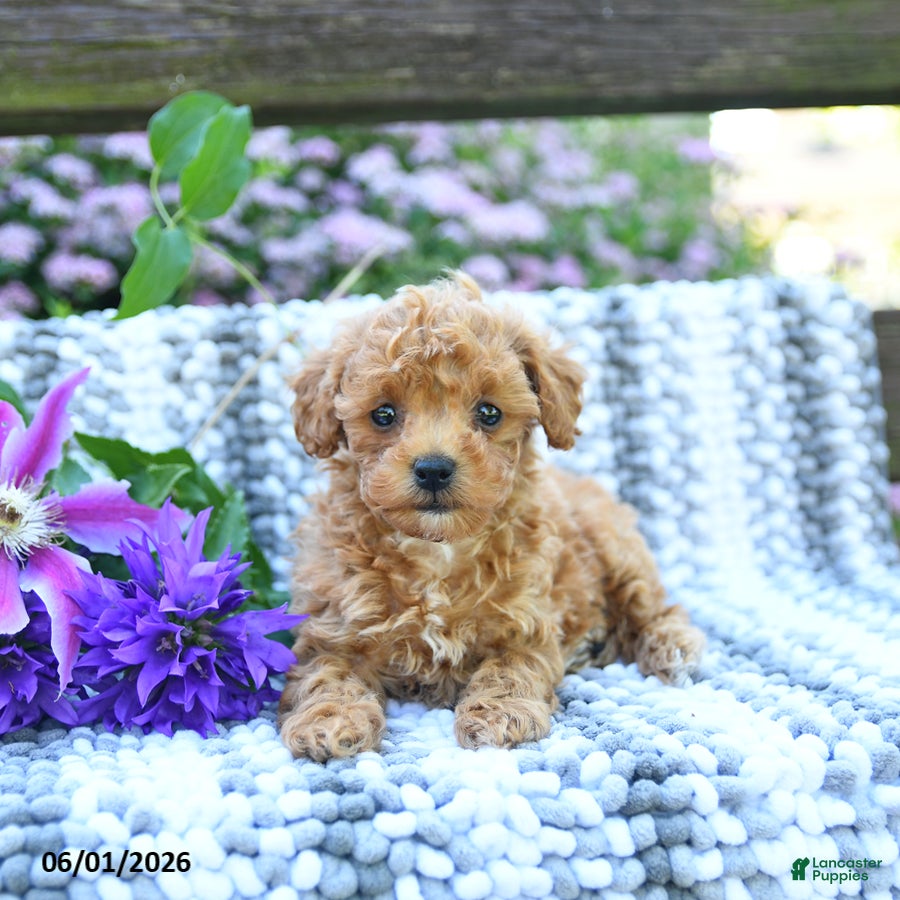 Miniature Poodle dogs for sale: Cindy - Ad 3
