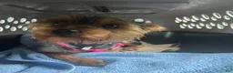 Yorkiepoo dogs for sale: Pepper - Ad 8