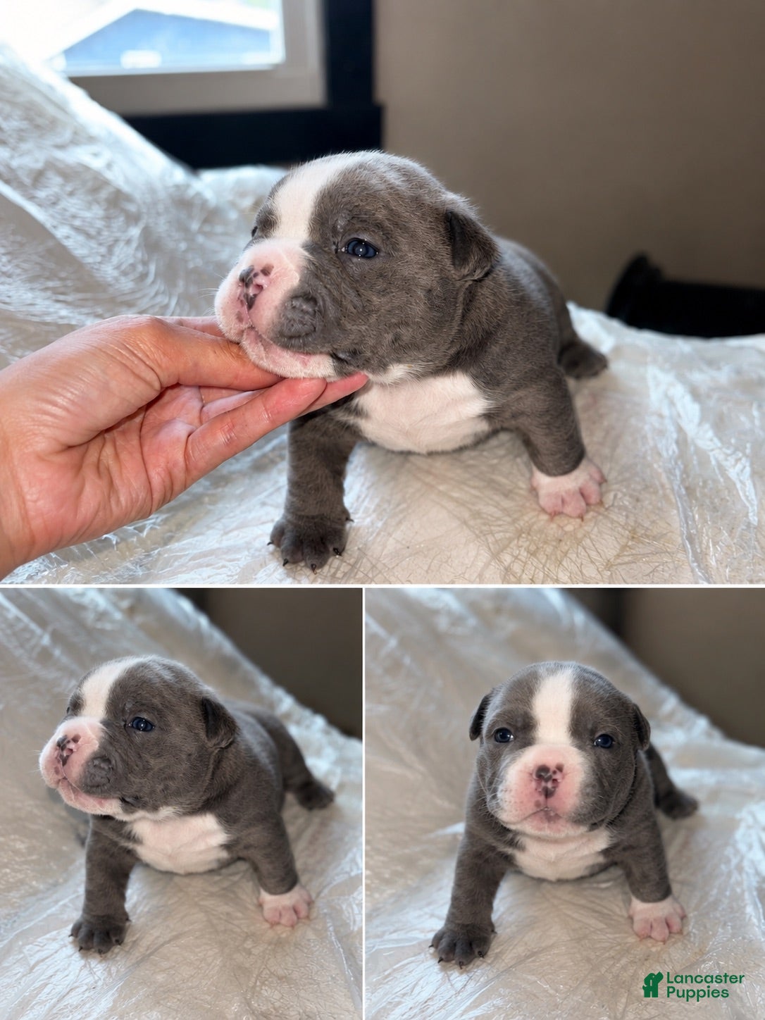 American Bully dogs American Bully 1 - Ad 15