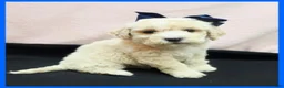 Maltipoo dogs for sale: Oscar - Ad 1