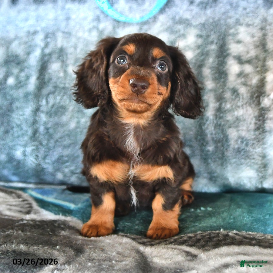 Miniature Dachshund dogs Buddy - Ad 2