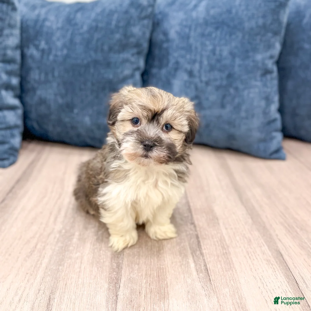Havanese dogs for sale: Axel - Ad 8