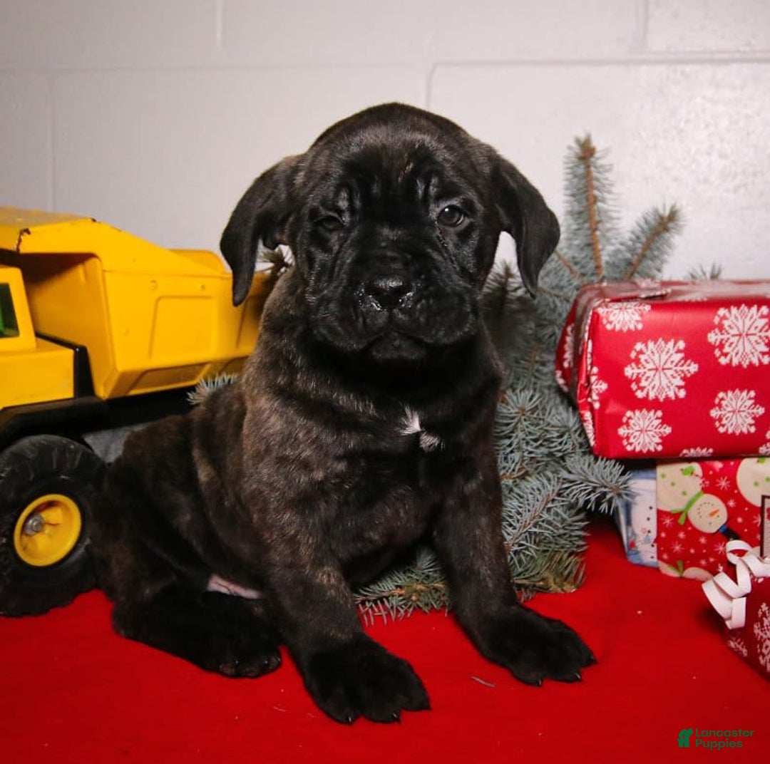 Gallery Image {{count}}