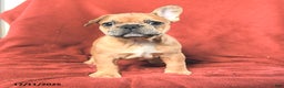 French Bulldog dogs for sale: Ashley - Ad 2