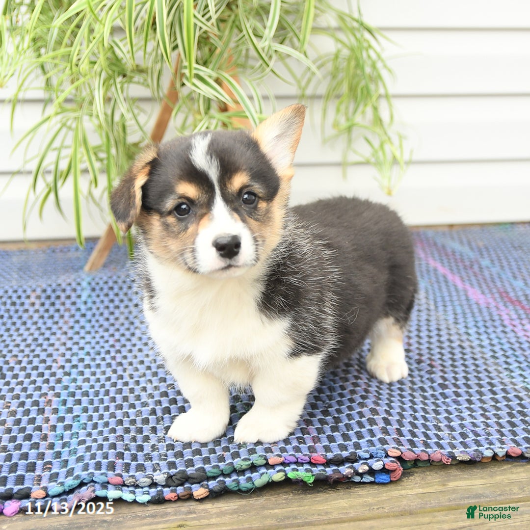 Welsh Corgi Pembroke dogs for sale: Scout - Ad 6