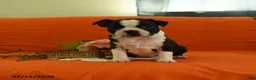 Boston Terrier dogs for sale: Willow - Ad 5