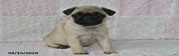 Pug dogs for sale: Joy - Ad 5