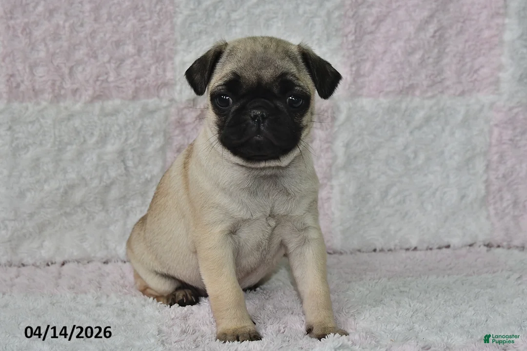 Pug dogs for sale: Joy - Ad 5