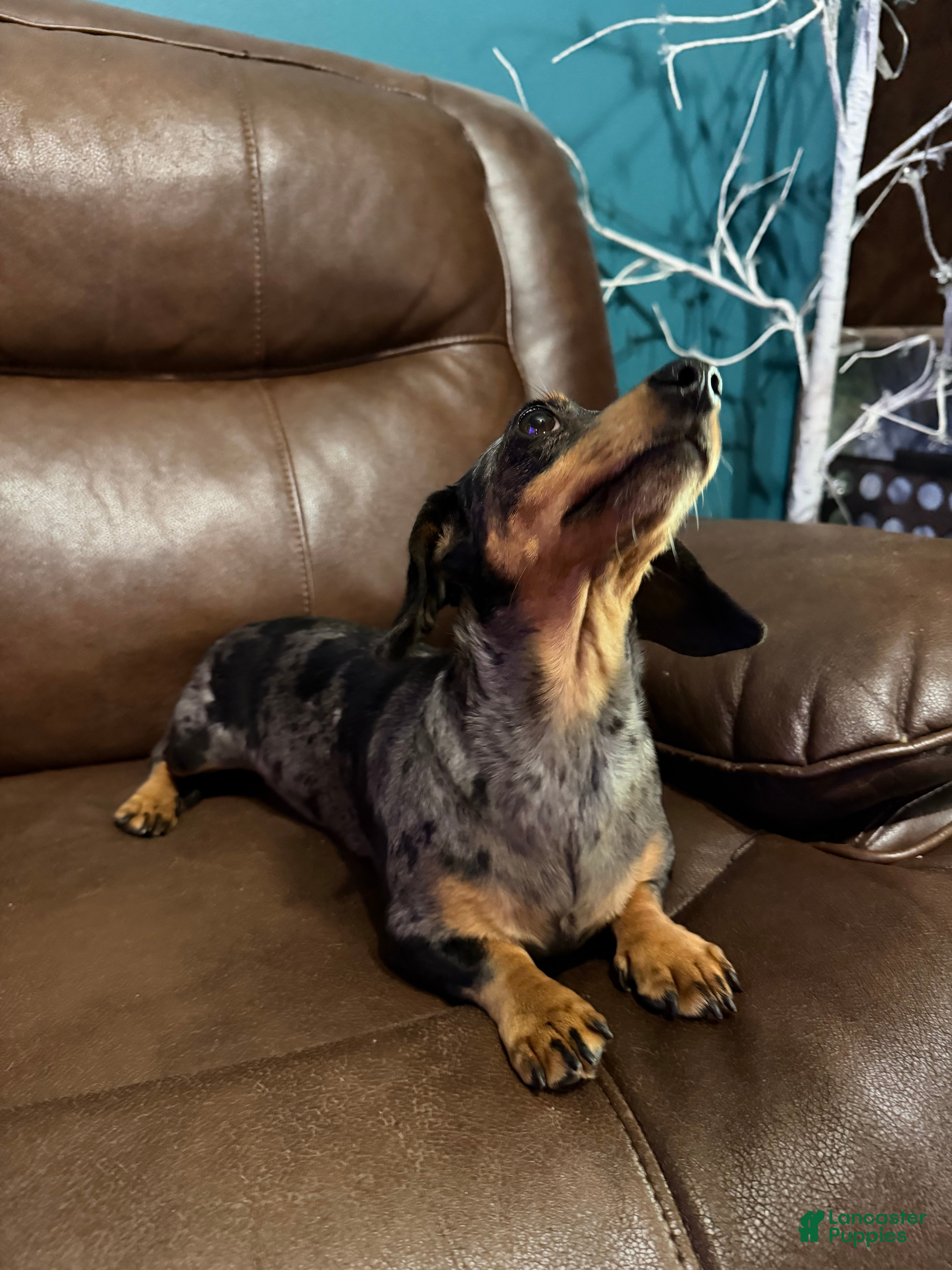 Miniature Dachshund dogs Pebbles - Ad 2