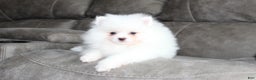 Pomeranian dogs for sale: Emerson - Ad 11