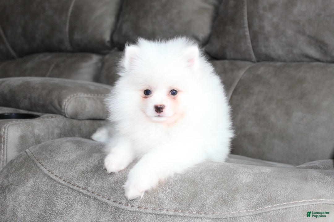 Pomeranian dogs for sale: Emerson - Ad 11