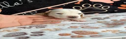 Basset Hound dogs for sale: Basset Hound 1 - Ad 4