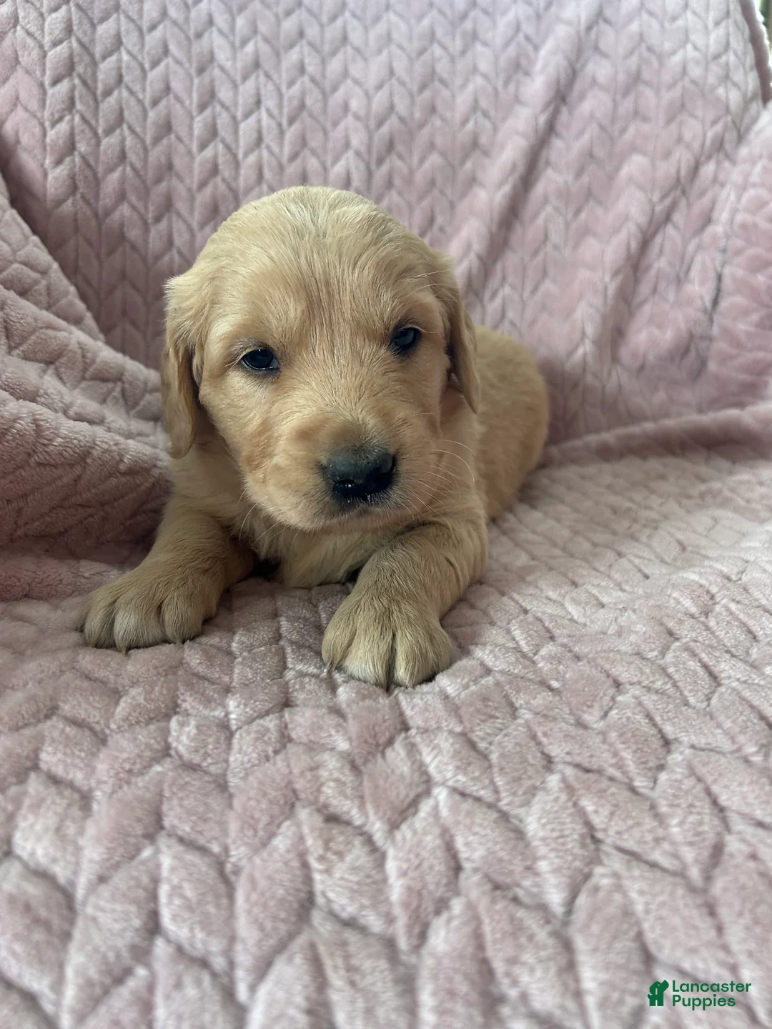 Golden Retriever dogs for sale: Snickerdoodle  - Ad 3