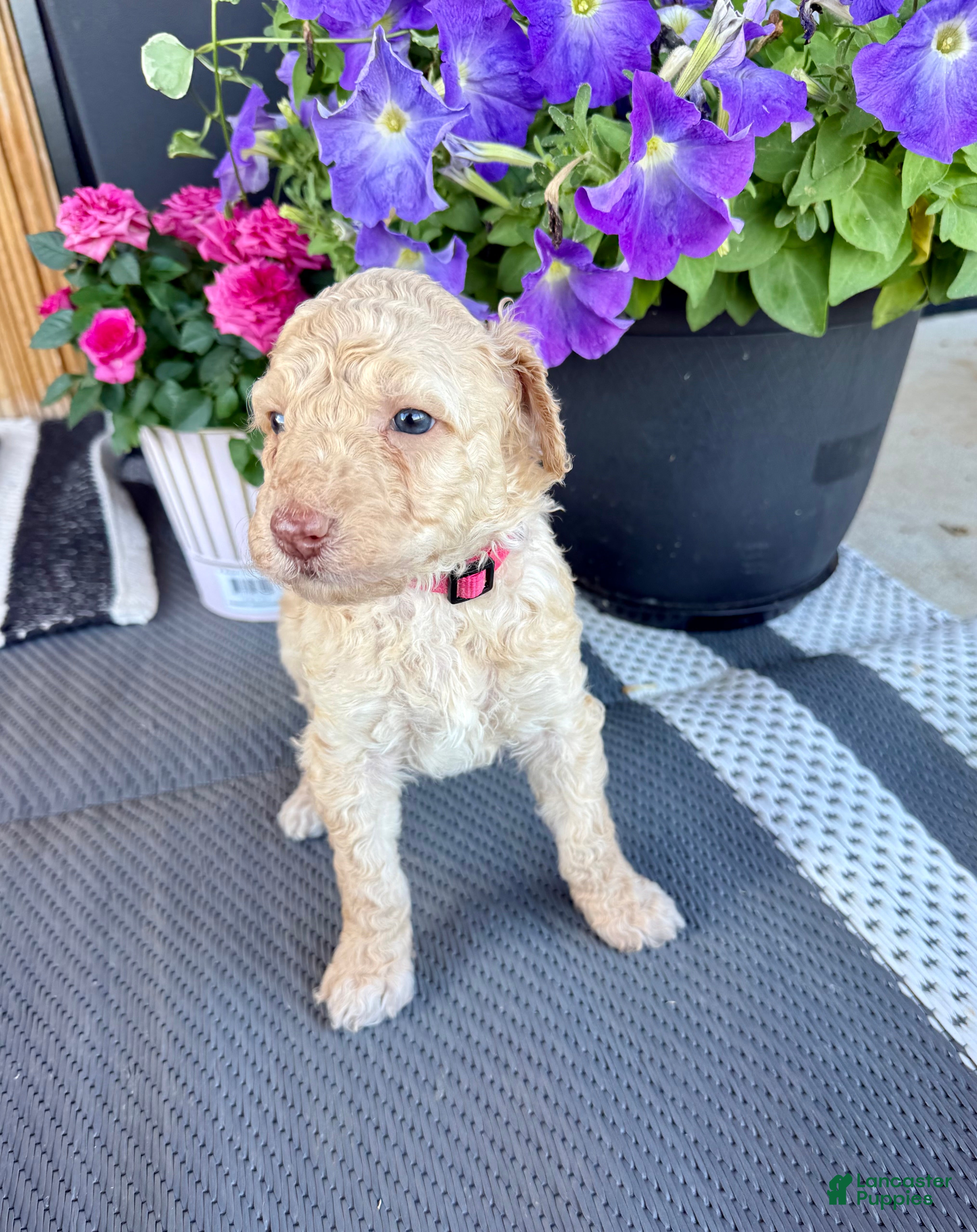 Standard Poodle dogs Pink Collar  - Ad 2