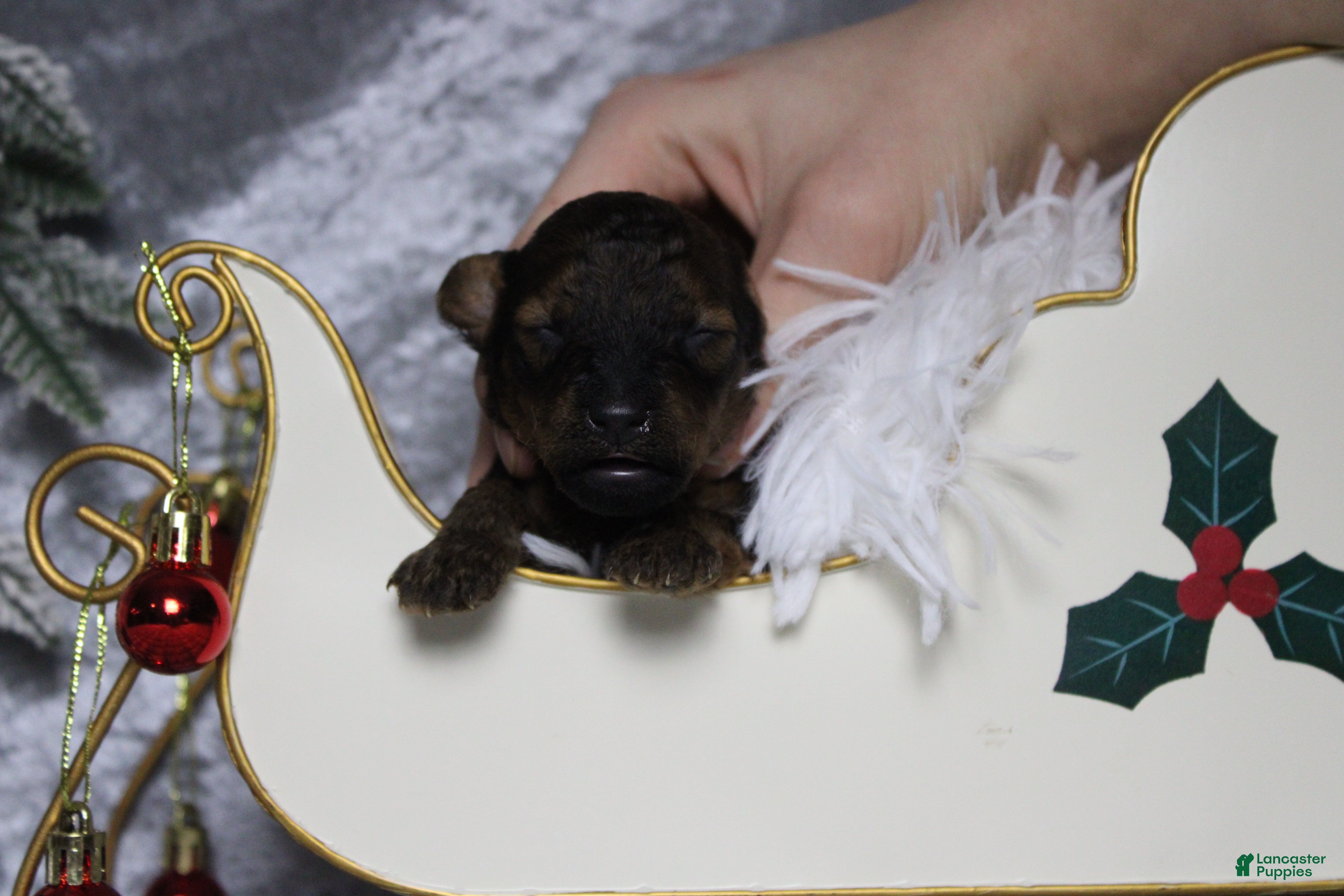 Toy Poodle dogs Sardonyx - Ad 13