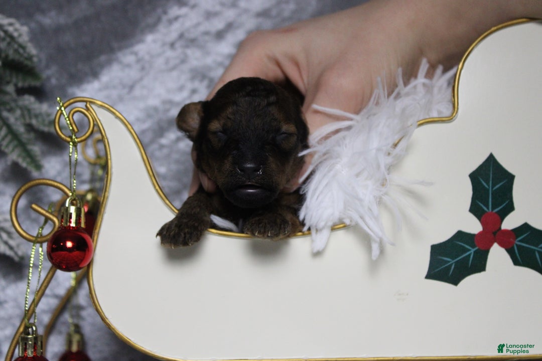 Toy Poodle dogs for sale: Sardonyx - Ad 1