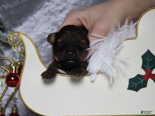 Toy Poodle dogs Sardonyx - Ad 41