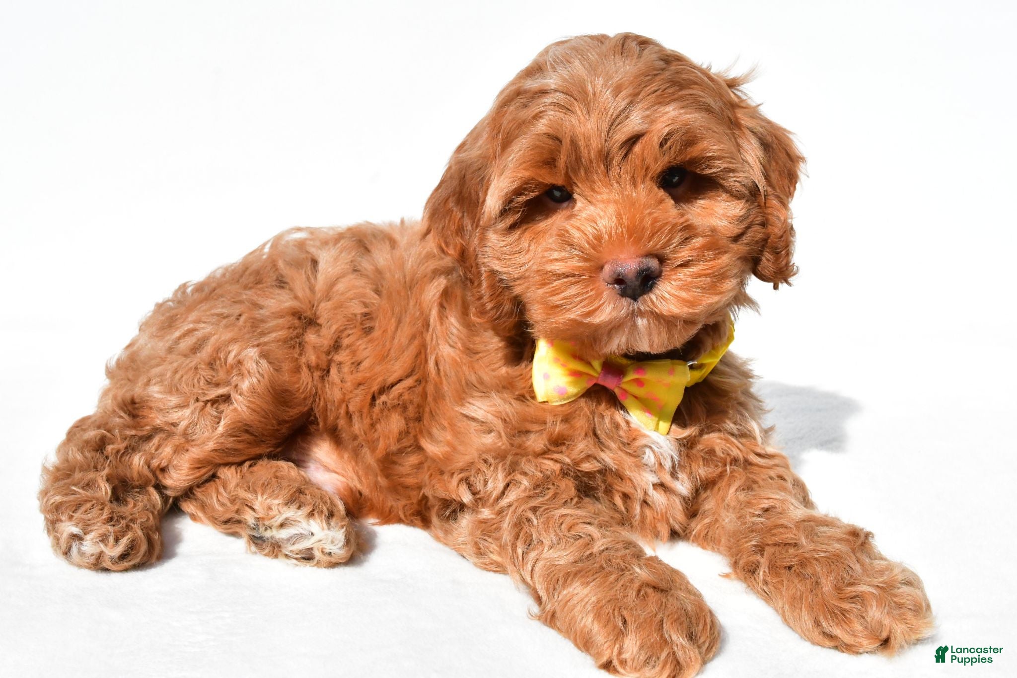 Cockapoo dogs Echo - Ad 2