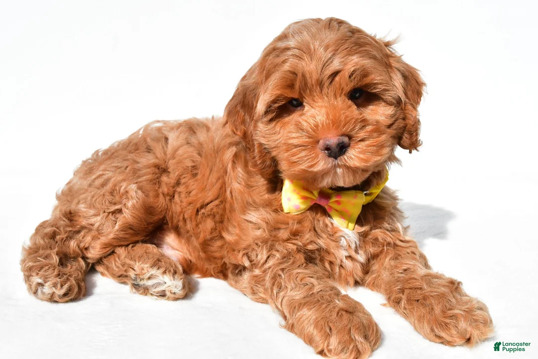 Cockapoo dogs for sale: Echo - Ad 2