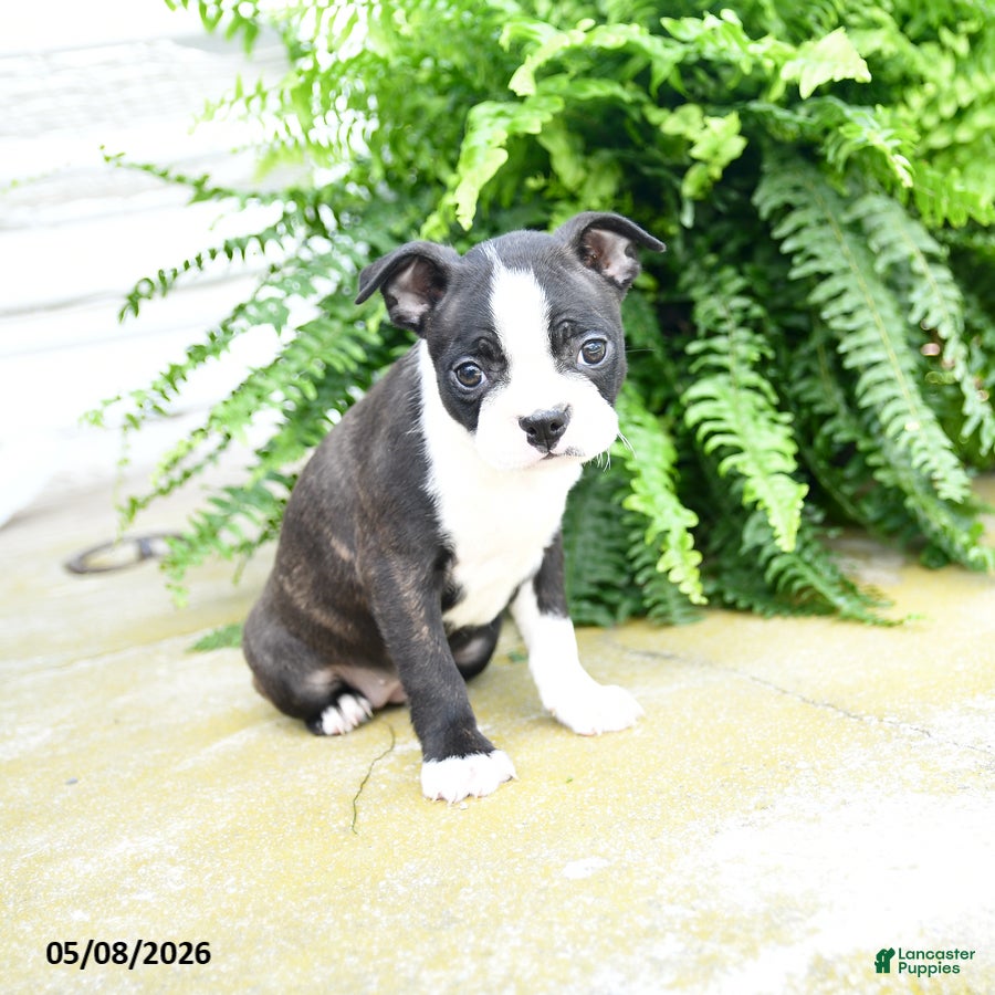 Boston Terrier dogs Mint Chip - Ad 2