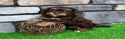 Havapoo dogs for sale: Tito - Ad 4