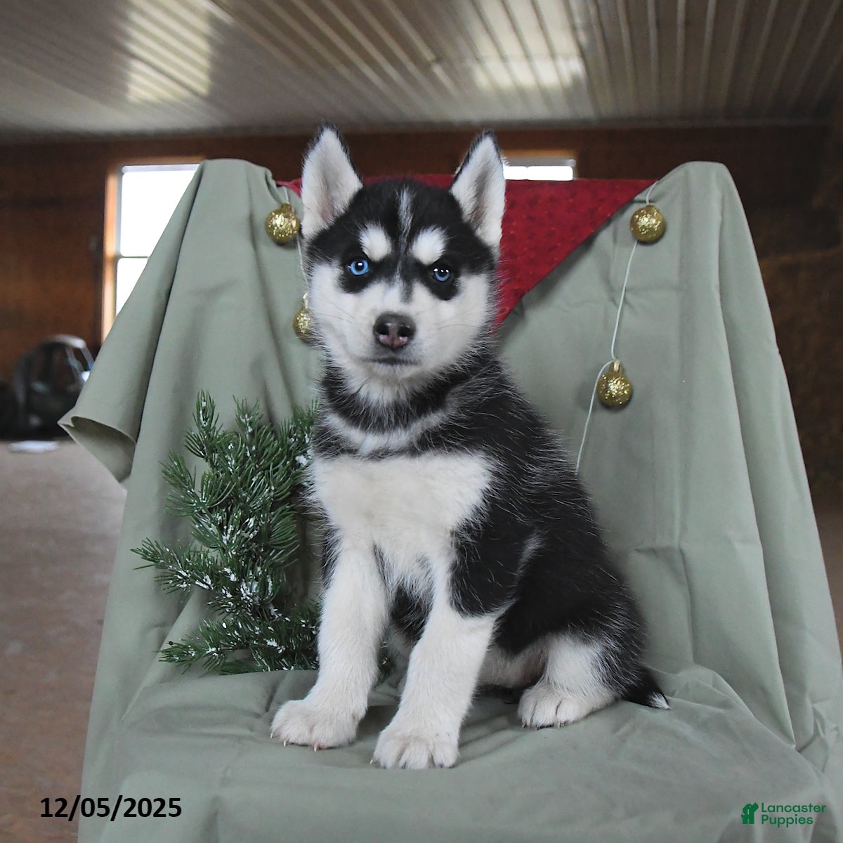Siberian Husky dogs Cinnamon   - Ad 15