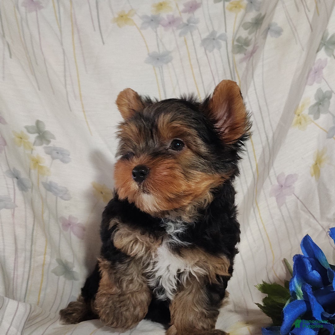 Yorkshire Terrier dogs for sale: Robbie - Ad 9