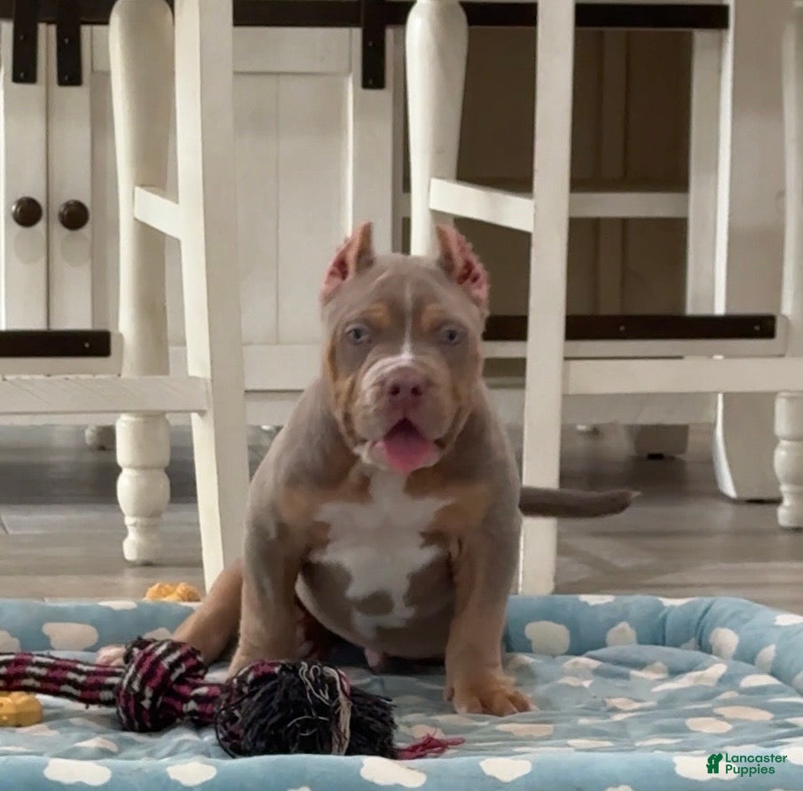 American Bully dogs American Bully Puppy 5 - Ad 2