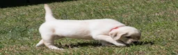 Labrador Retriever dogs for sale: Keira - Ad 4