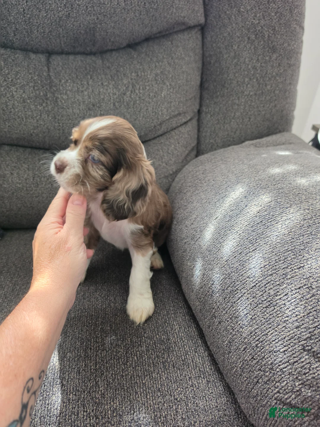 Cocker Spaniel dogs for sale: Cocker Spaniel 5 - Ad 2
