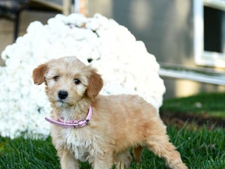 Goldendoodle dogs - Ad 11