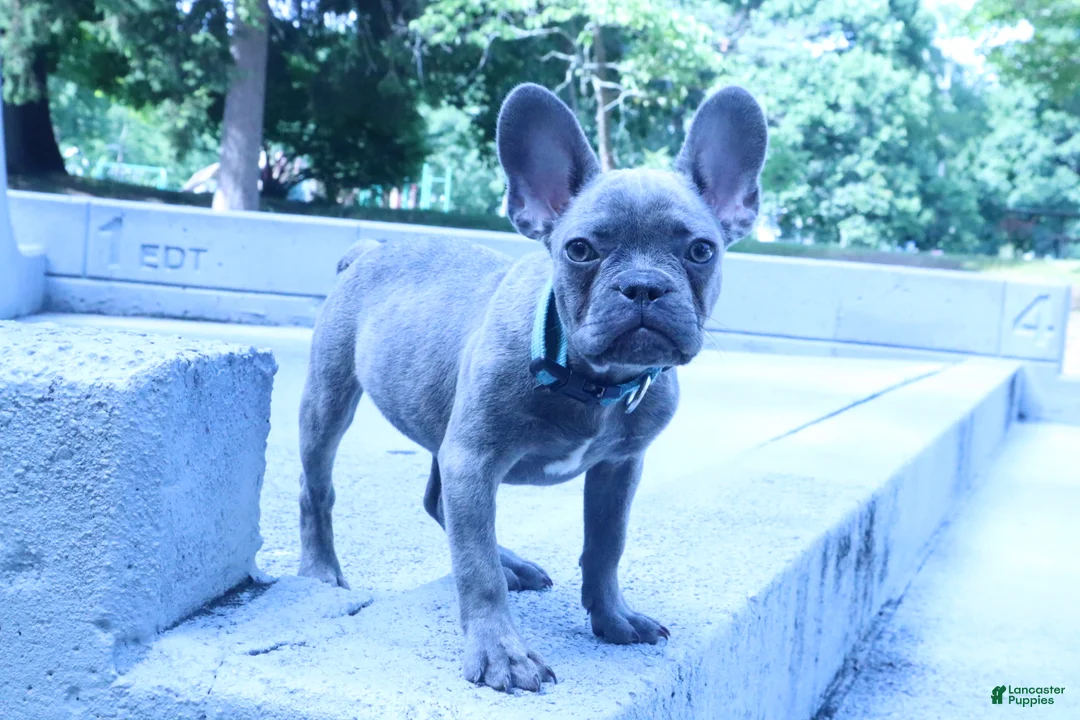 French Bulldog dogs for sale: Jacob - Ad 1