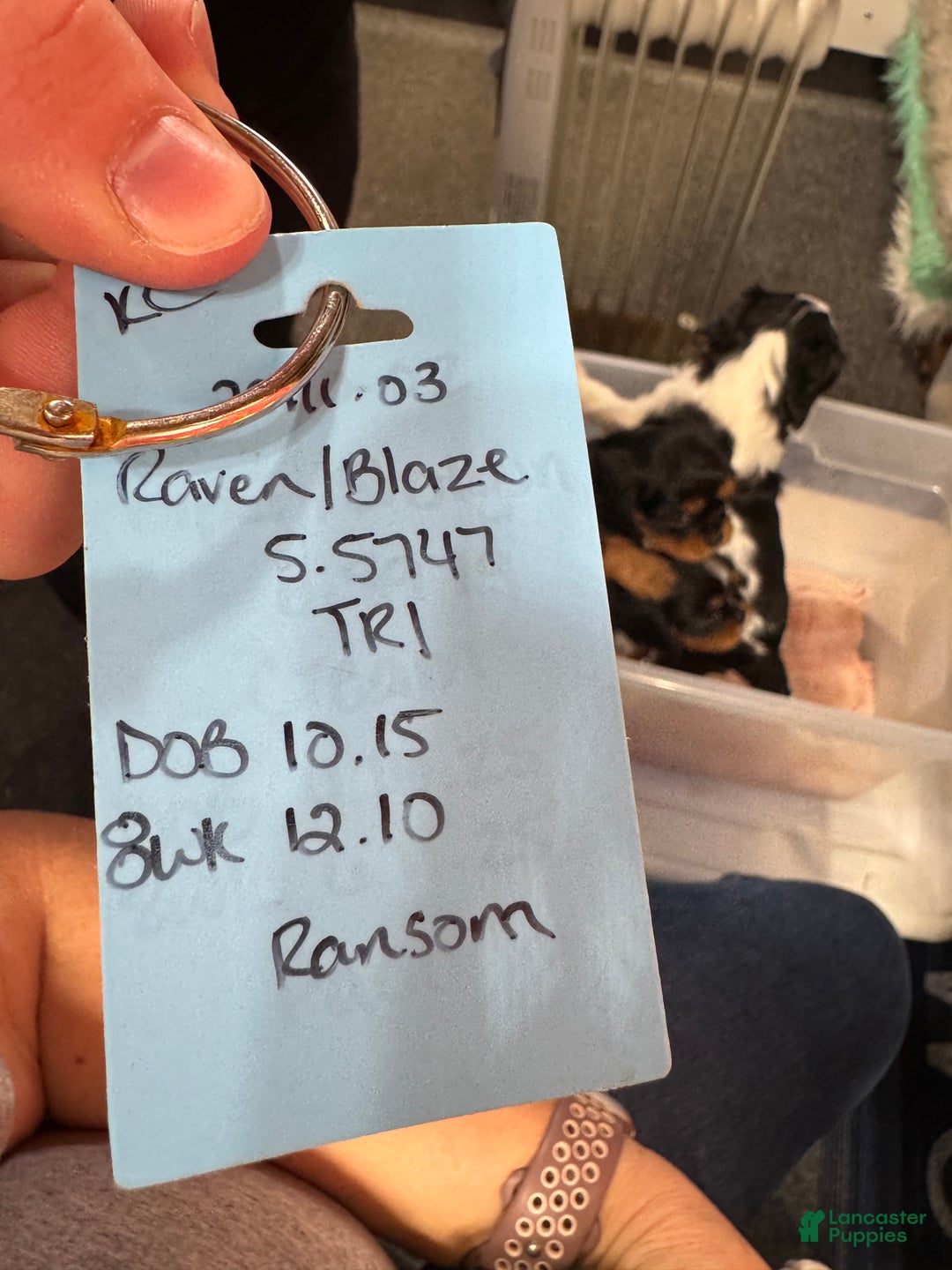 Cavalier King Charles Spaniel dogs for sale: Cavalier King Charles Spaniel Puppy 2 - Ad 8