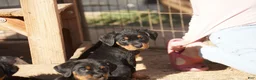 Rottweiler dogs for sale: Rottweiler F3 - Ad 23
