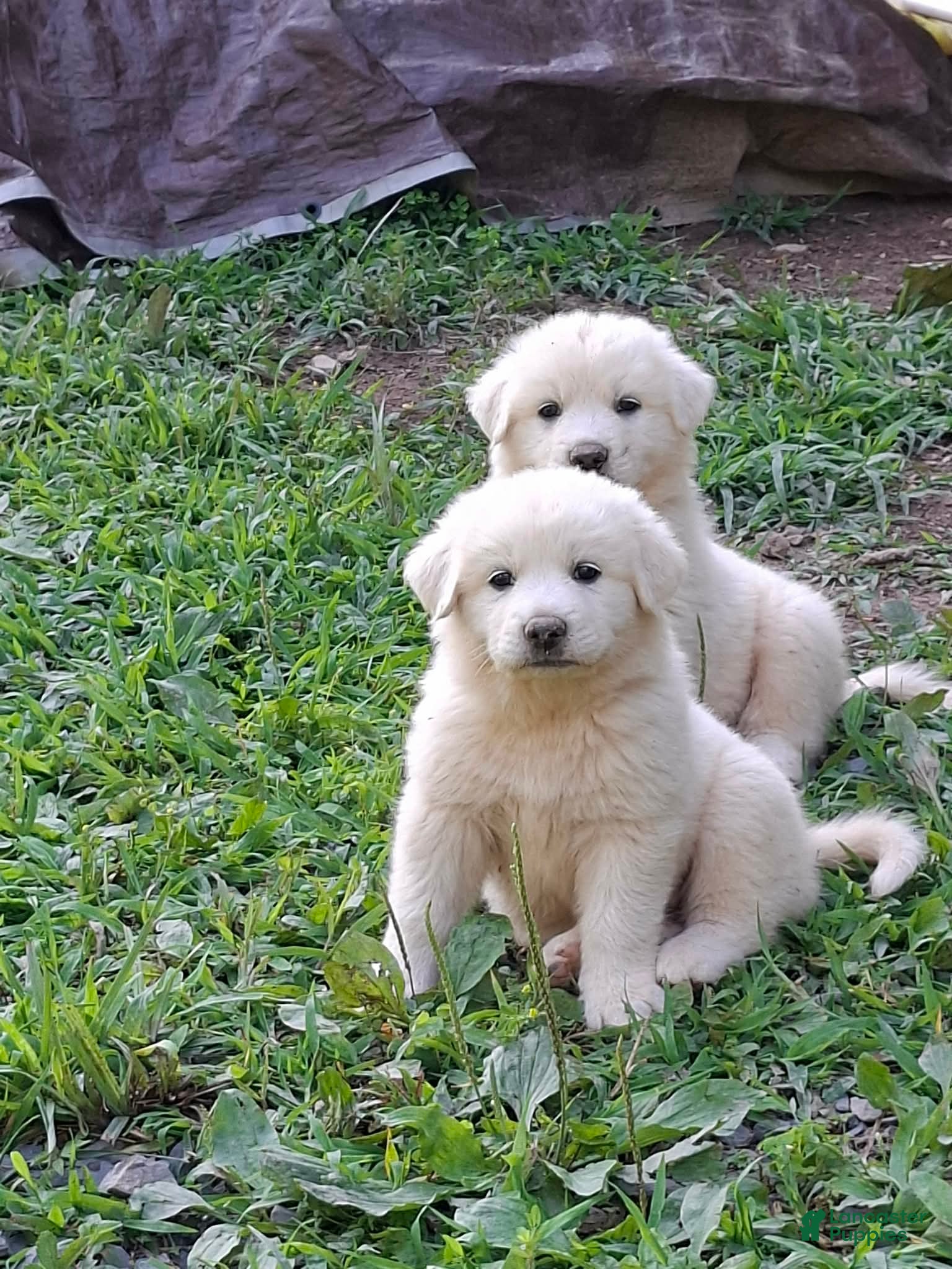 Great Pyrenees dogs Great Pyrenees 3 - Ad 28