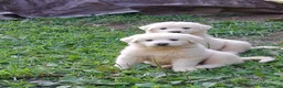 Great Pyrenees dogs for sale: Great Pyrenees 3 - Ad 1
