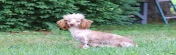 Miniature Poodle dogs for sale: Cookie - Ad 7