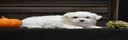 Maltese dogs for sale: Niko - Ad 4
