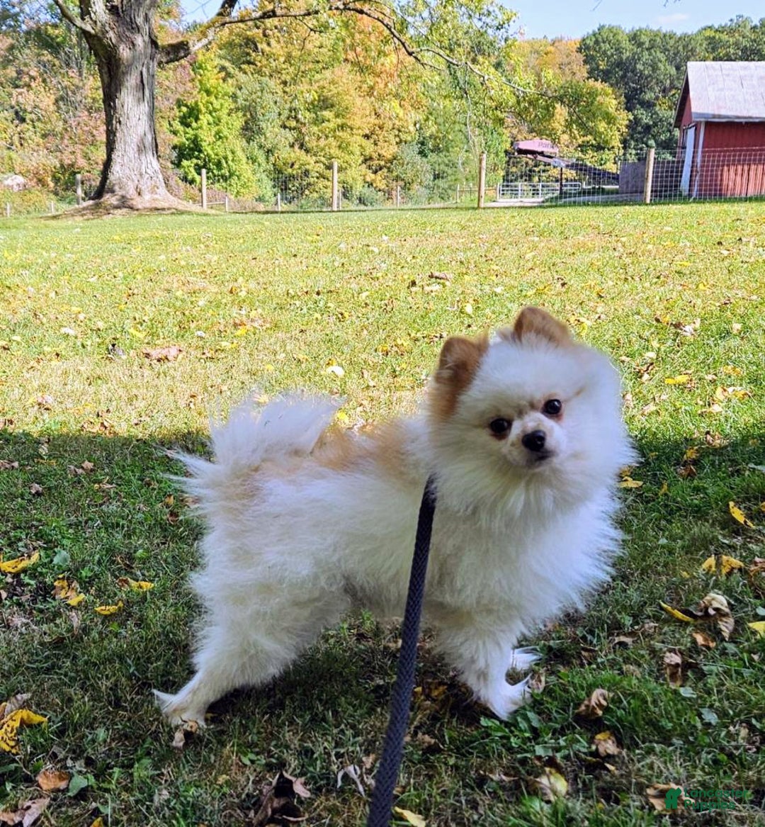 Pomeranian dogs for sale: Charlie  - Ad 8