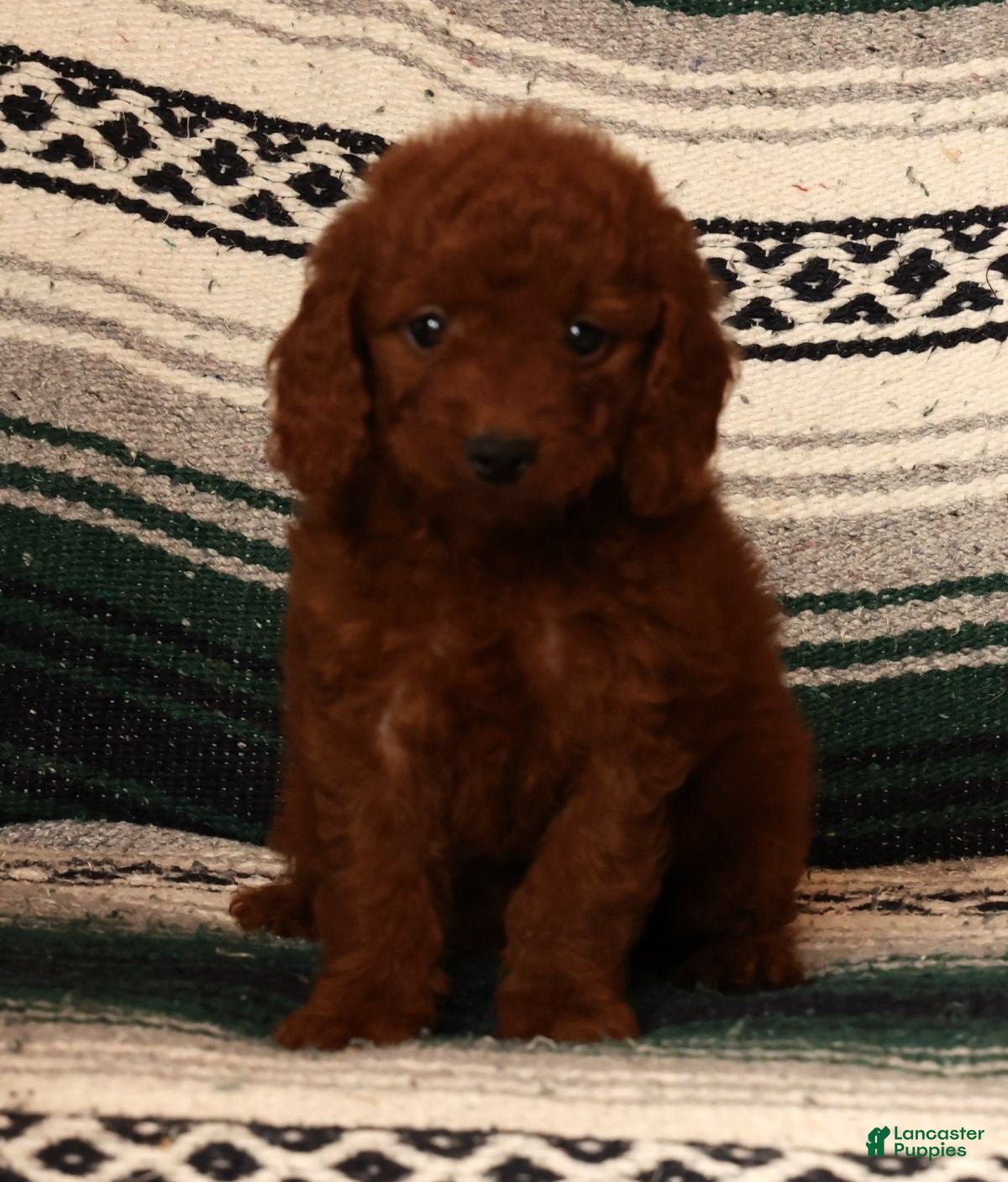 Mini Goldendoodle dogs Molly - Ad 1
