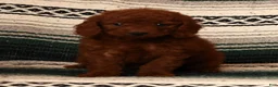 Mini Goldendoodle dogs for sale: Molly - Ad 1