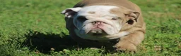 English Bulldog dogs for sale: Patches - Ad 2