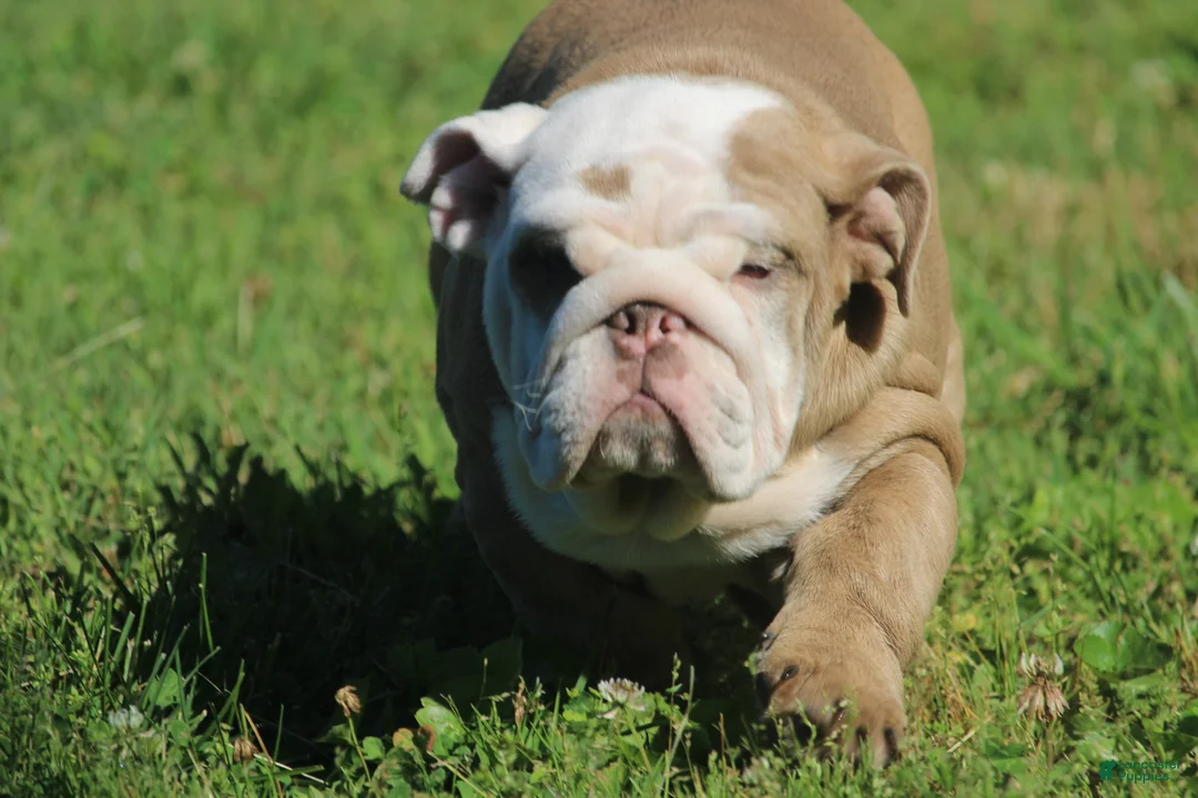 English Bulldog dogs for sale: Patches - Ad 2