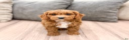 Cavapoo dogs for sale: Dash - Ad 6