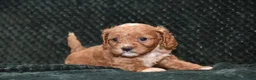 Cavapoo dogs for sale: Jayson - Ad 3