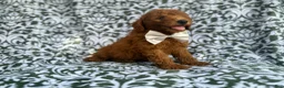 Mini Goldendoodle dogs for sale: Leon - Ad 8