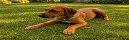 Rhodesian Ridgeback dogs for sale: Rhodesian Ridgeback Puppy 5 - Ad 1