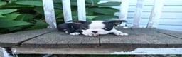 Boston Terrier dogs for sale: Charlie - Ad 4