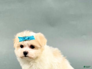 Havanese dogs - Ad 20